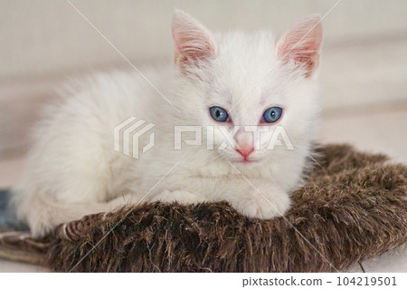 Portrait of a domestic cat of white color with big eyes. Cute clean cat. 104219501