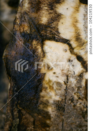 mould from the wall in the houseoff wallpapers damaged by fungus mould from the wall in the houseoff wallpapers damaged by fungus 104219530