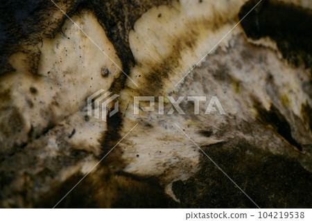 mould from the wall in the houseoff wallpapers damaged by fungus mould from the wall in the houseoff wallpapers damaged by fungus 104219538