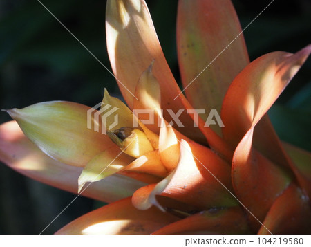 Guzmania lingulata 104219580