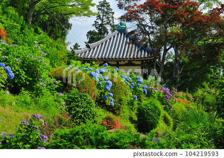 [Kyoto Prefecture] Hakusan Sakura Hydrangea Garden at Nishiyama Zenpo-ji Temple with hydrangeas in full bloom 104219593