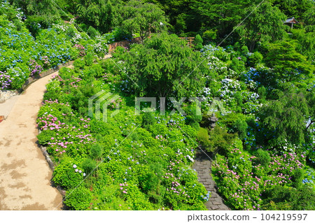 [京都府]西山善法寺白山櫻花繡球園，繡球花盛開 104219597