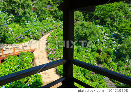 [京都府]西山善法寺白山櫻花繡球園，繡球花盛開 104219598