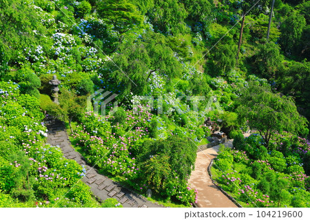 [京都府]西山善法寺白山櫻花繡球園，繡球花盛開 104219600