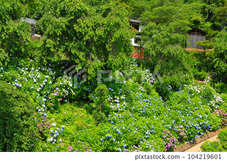 [京都府]西山善法寺白山櫻花繡球園，繡球花盛開 104219601