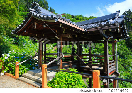 [京都府]西山善法寺白山櫻花繡球園，繡球花盛開 104219602