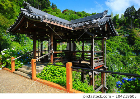 [京都府]西山善法寺白山櫻花繡球園，繡球花盛開 104219603