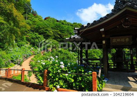 [京都府]西山善法寺白山櫻花繡球園，繡球花盛開 104219604