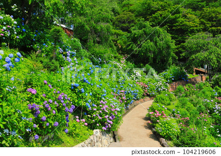 [京都府]西山善法寺白山櫻花繡球園，繡球花盛開 104219606