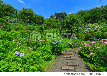 [Kyoto Prefecture] Hakusan Sakura Hydrangea Garden at Nishiyama Zenpo-ji Temple with hydrangeas in full bloom 104219630