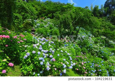 [Kyoto Prefecture] Hakusan Sakura Hydrangea Garden at Nishiyama Zenpo-ji Temple with hydrangeas in full bloom 104219631