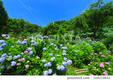 [京都府]西山善法寺白山櫻花繡球園，繡球花盛開 104219632