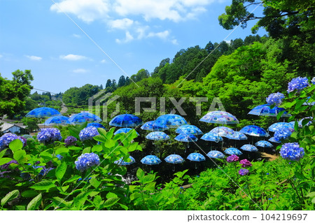 [Kyoto Prefecture] Hydrangea and umbrellas at Yogokuji Temple (Yanagidani Kannon) 104219697