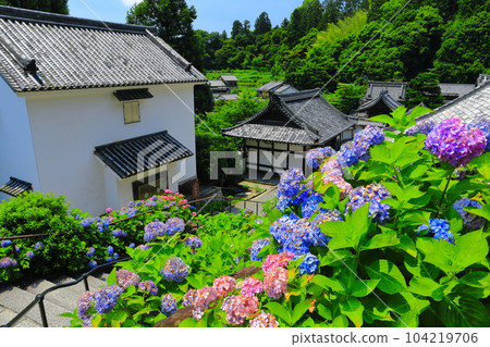 [京都] 佑國寺盛開的繡球花（柳谷觀音） 104219706