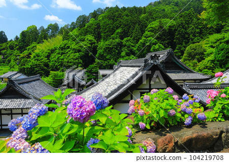 [京都] 佑國寺盛開的繡球花（柳谷觀音） 104219708