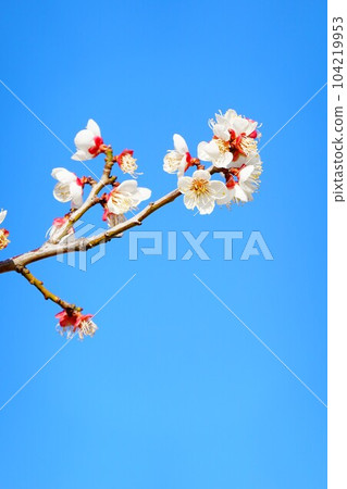Kyoto plum and blue sky wallpaper 104219953