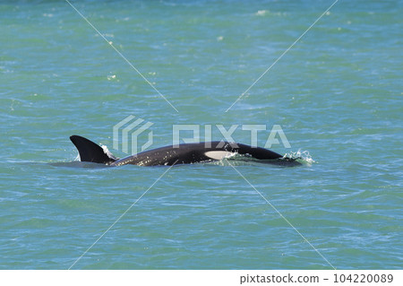 Orcas swimming on the surface, Peninsula Valdes, Patagonia Argentina Orcas swimming on the surface, Peninsula Valdes, Patagonia Argentina 104220089