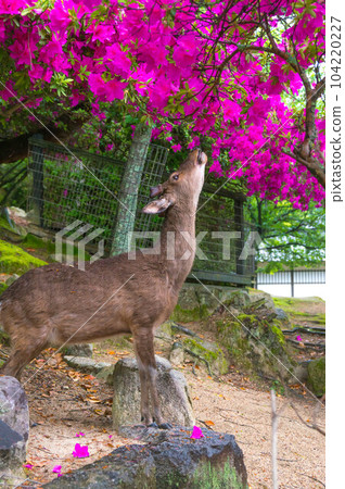 Wild deer smelling azaleas in Miyajima in May, Hiroshima Wild deer smelling azaleas in Miyajima in May, Hiroshima 104220227