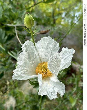 Coulter's Matilija poppy or California tree poppy (lat.- Romneya coulteri) 104220305