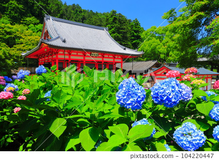 [Osaka Prefecture] The main hall of Katsuoji Temple with hydrangeas in full bloom 104220447