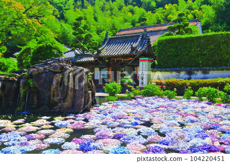 [Kyoto Prefecture] Hydrangea at Gusoku Pond in Kuanji Temple 104220451