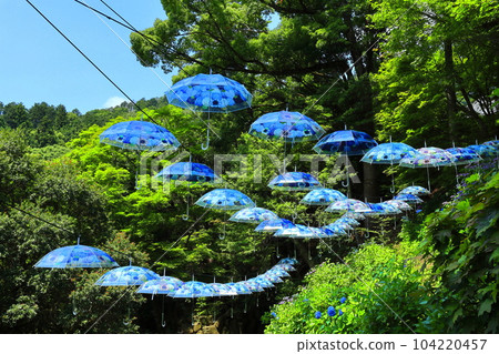 [Kyoto Prefecture] Hydrangea and umbrellas at Yogokuji Temple (Yanagidani Kannon) 104220457