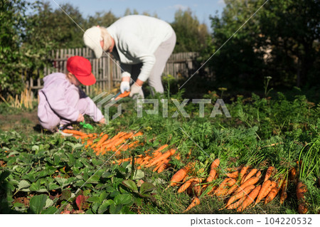 Grandmother and granddaughter harvesting carrots in the garden on late summer weekend. Organic farm food harvest concept. Fresh vegetables. 104220532