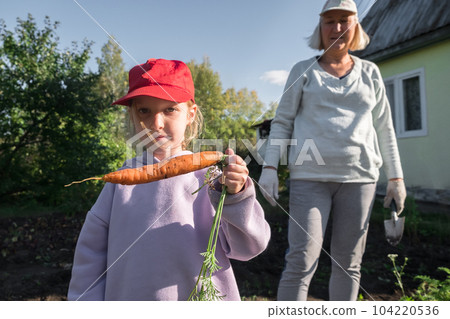 Grandmother and granddaughter harvesting carrots in the garden on late summer weekend. Organic farm food harvest concept. Fresh vegetables. 104220536