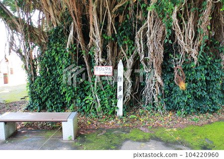 佐多岬的一棵美麗的榕樹 佐多岬的一棵美麗的榕樹 104220960