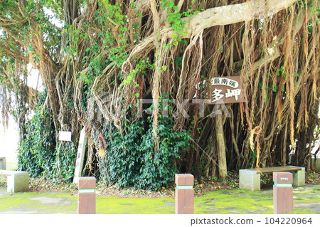 佐多岬的榕樹 104220964