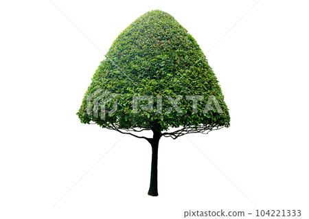 Mimusops elengi tree 104221333