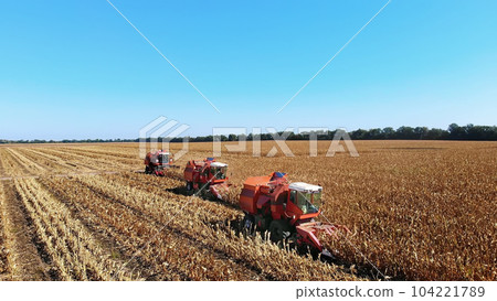Aerial top view. three big red combine harvester machines harvesting corn field in early autumn. tractors filtering Fresh corncobs from the leaves and stalks. Aerial Agriculture 104221789