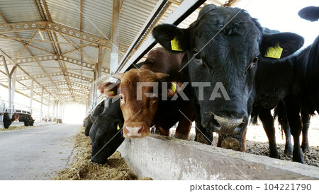 close-up. young bulls chew hay. flies fly around. Row of cows, big black purebred, breeding bulls eat hay. agriculture livestock farm or ranch. a large cowshed, barn. close-up. young bulls chew hay. flies fly around. Row of cows, big black purebred, breeding bulls eat hay. agriculture livestock farm or ranch. a large cowshed, barn. 104221790