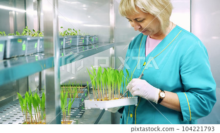 lab worker reviews growing young green sprouts in soil, in small boxes, on shelves of special chamber, in laboratory. Science laboratory research, biotechnology, GMO concept lab worker reviews growing young green sprouts in soil, in small boxes, on shelves of special chamber, in laboratory. Science laboratory research, biotechnology, GMO concept 104221793