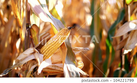 close-up, corn doll in sunshine. Corn crops on dried corn trees is prompt to harvest. selection of varieties of corn 104221799