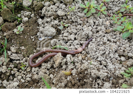 蚯蚓掉頭 蚯蚓在地上爬行 104221925