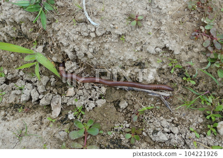 一條試圖進入地洞的蚯蚓 104221926