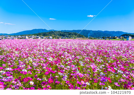 藤原宮遺址的宇宙 104221970