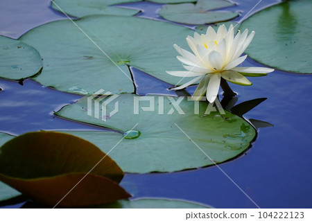 蓮花 104222123