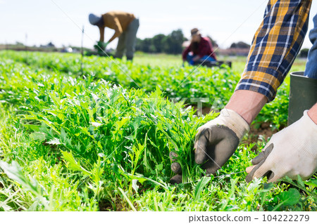 Male hands picking organic arugula on farm Male hands picking organic arugula on farm 104222279