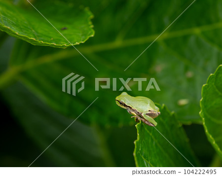 雨季的早晨一隻小綠樹蛙坐在繡球花葉上 104222495