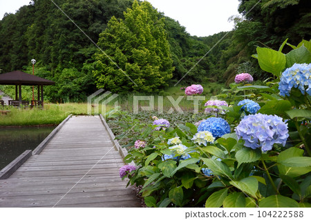 Romantic Ibaraki (When the rainy season begins, hydrangeas bloom in full bloom along the Kuji River.) Hitachi Omiya City, Tatsunokuchi Shinsui Park Romantic Ibaraki (When the rainy season begins, hydrangeas bloom in full bloom along the Kuji River.) Hitachi Omiya City, Tatsunokuchi Shinsui Park 104222588