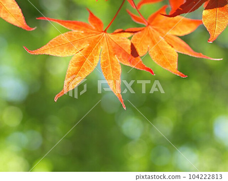 Nomura maple leaves turning red early Nomura maple leaves turning red early 104222813