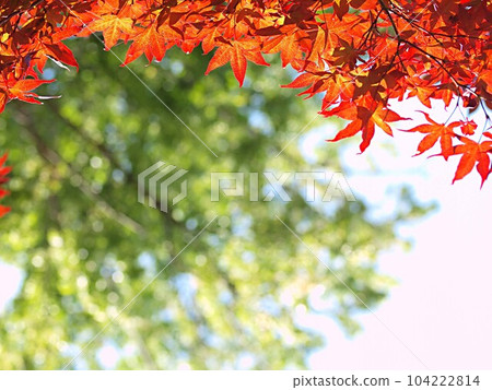 Nomura maple leaves turning red early Nomura maple leaves turning red early 104222814