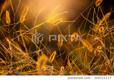 Sunset and Enokorogasa Sunset and Enokorogasa 104223137