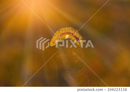 日落和Enokorogasa 104223138