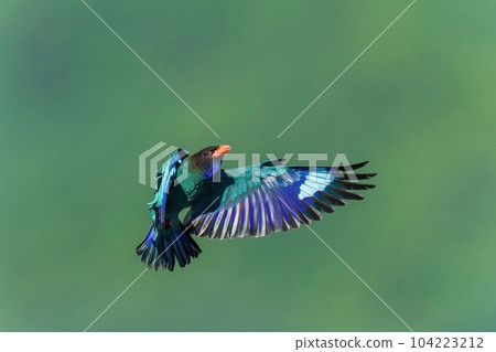 綠色背景下滾輪飛行的飛行場景 綠色背景下滾輪飛行的飛行場景 104223212