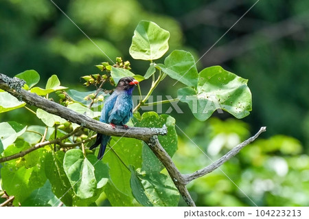 Roller relaxing on a paulownia tree Roller relaxing on a paulownia tree 104223213