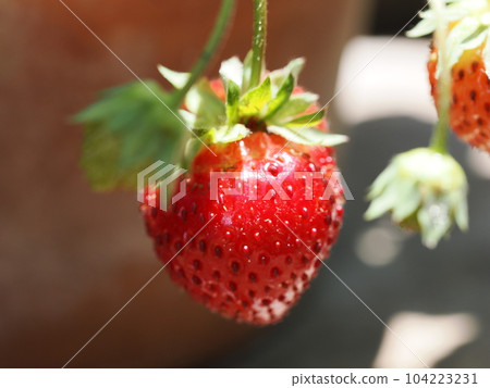 A potted strawberry that bears fruit in early summer 104223231