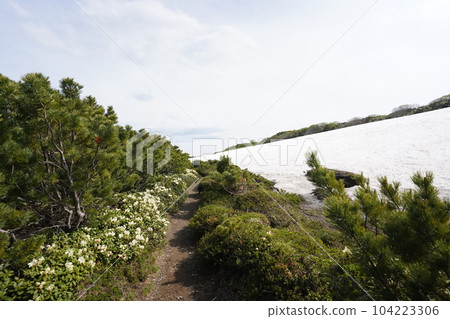 初夏杜鵑的山路 初夏杜鵑的山路 104223306